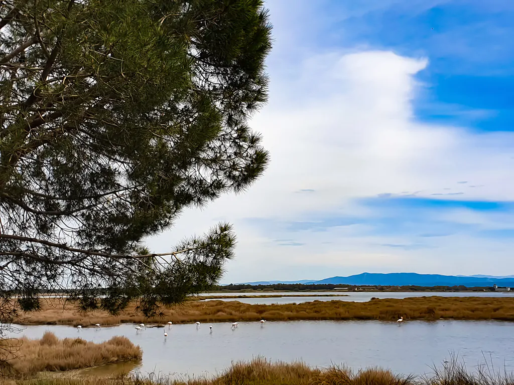 camping-s-ena-arrubia-flamingos